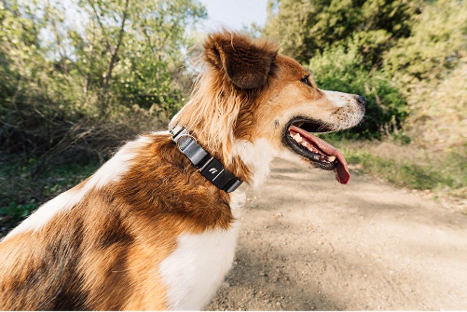 Nexora™ PetSafe Tracker — Smart Pet Location Tag for iPhone & Android