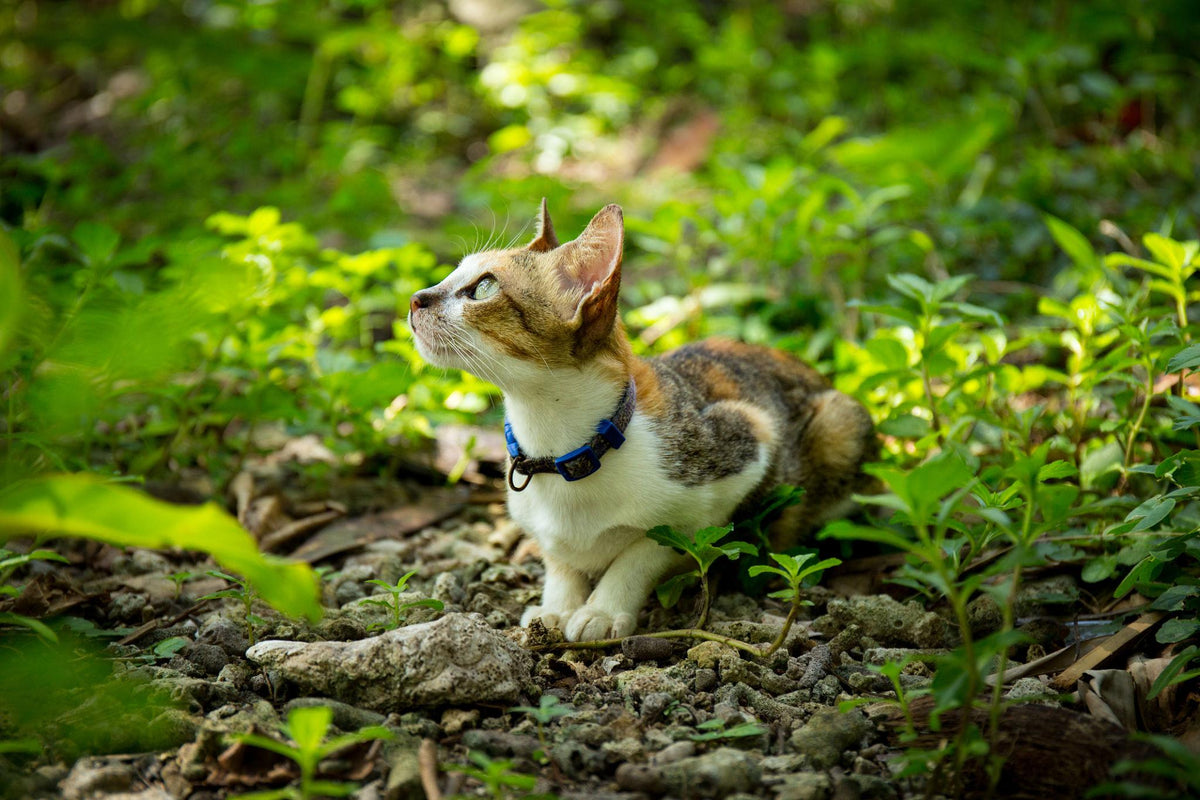 Nexora™ PetSafe Tracker — Smart Pet Location Tag for iPhone & Android